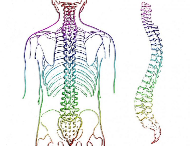 Columna Vertebral Qu Es Caracter Sticas Partes Estructura