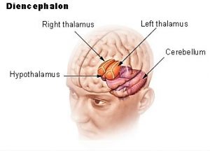 Dónde queda el diencéfalo?