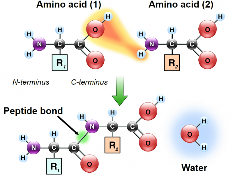 Enlace Peptídico | Qué Es, Características, Cómo Se Forma, Ejemplos ...