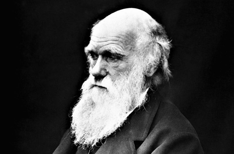 Darwinismo Social Qué Es En Qué Consiste Historia Elementos Consecuencias 5143