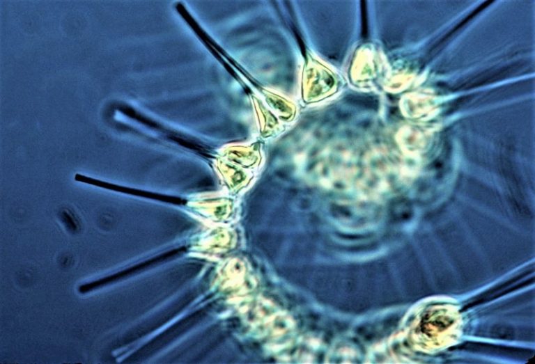 Phytoplankton  What is, characteristics, species, bioluminescent, what