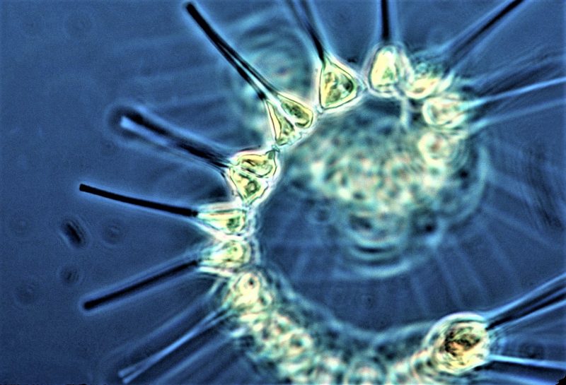 Phytoplankton | What is, characteristics, species, bioluminescent, what ...