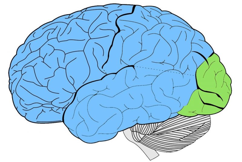 Occipital Lobe Diagram