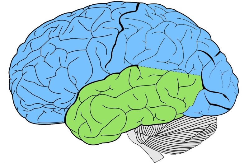 temporal-lobe-what-is-it-location-structure-functions-injuries