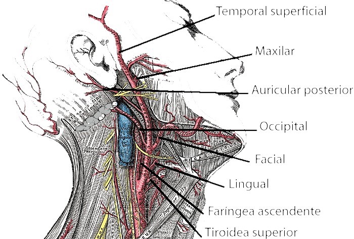 Carotid artery | What is, function, location, common, internal, external