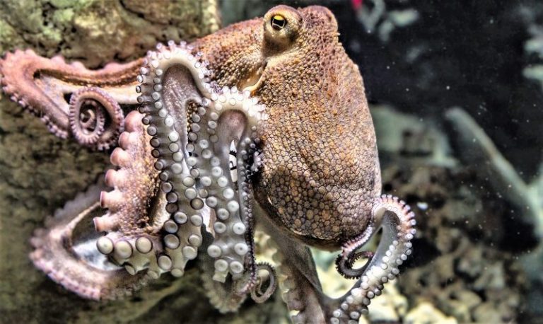 Cephalopods | What Are, Characteristics, Types, Feeding, Habitat, Examples