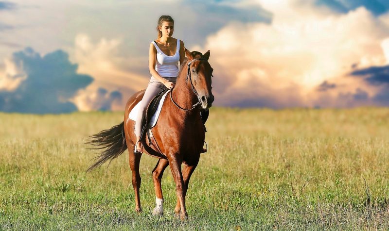 Horse Riding What Is It Characteristics History Disciplines Rules 