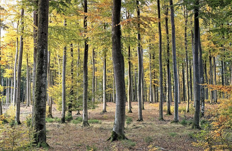 Bosque caducifolio | Qué es, características, tipos, fauna, flora ...