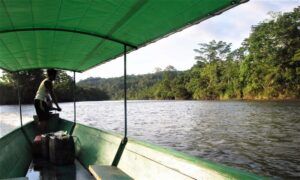 Río Amazonas Qué es, características, recorrido, afluentes, nacimiento, fauna