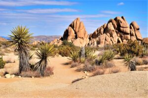 Desierto de Mojave | Qué es, características, historia, ubicación, fauna, flora